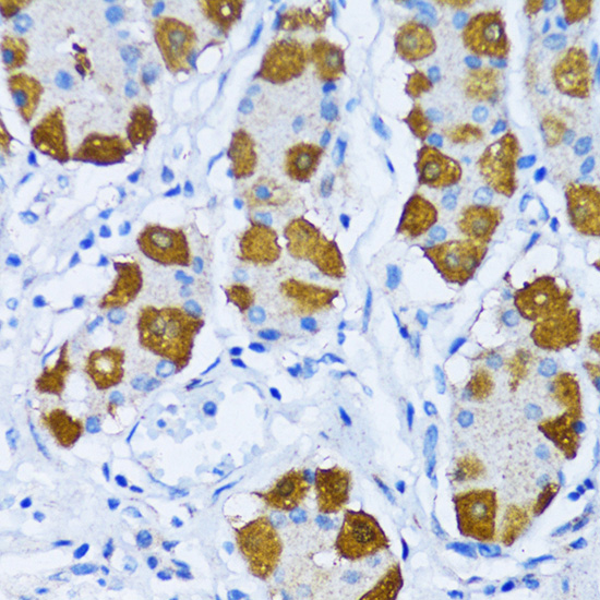 POLB Antibody