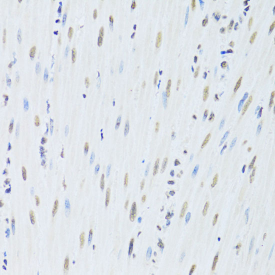 HNRNPK Antibody