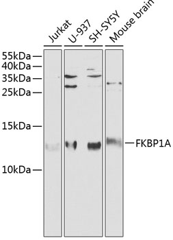 FKBP1A Antibody