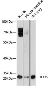 ICOS Antibody