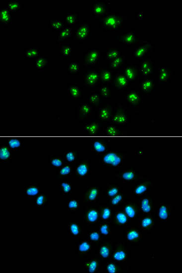 EIF6 Antibody