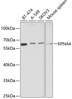 KPNA4 Antibody