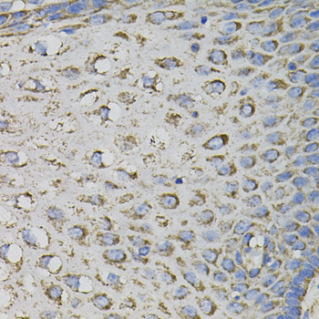 PTPRC Antibody