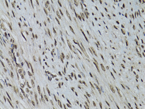 STK11 Antibody