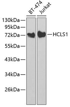 HCLS1 Antibody