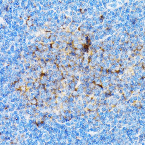 SIAH1 Antibody