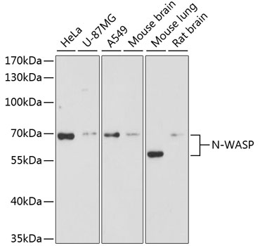 WASL Antibody