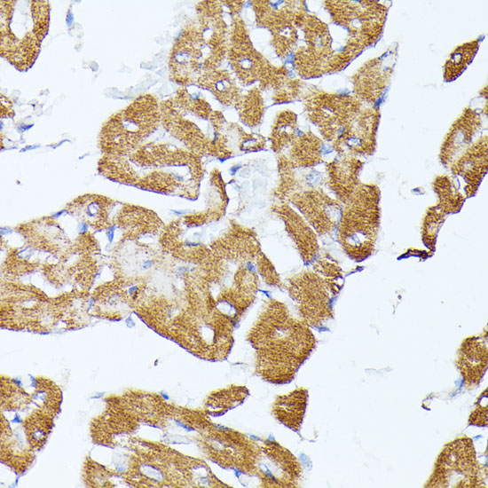 TRAP1 antibody