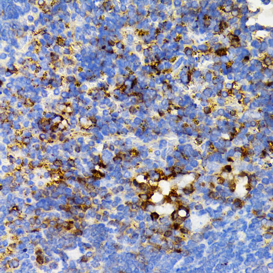 PTPN11 antibody