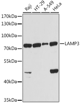 LAMP3 antibody