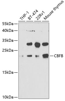 CBFB Antibody