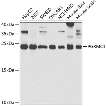 PGRMC1 Antibody