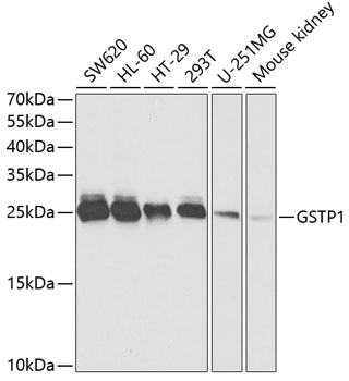 GSTP1 Antibody