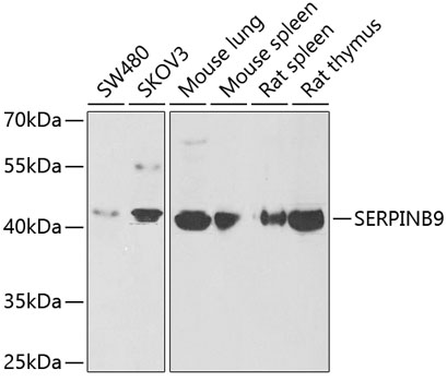 SERPINB9 antibody