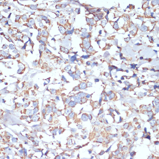 COX5A antibody