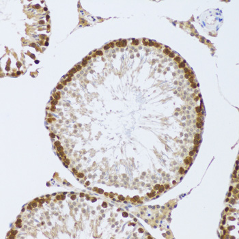 MMP10 Antibody