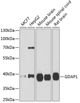 GDAP1 antibody