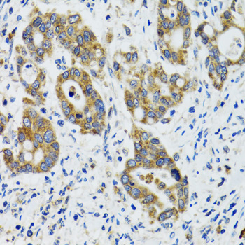 HYOU1 antibody