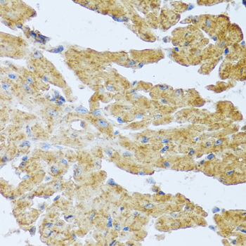 IL20 antibody