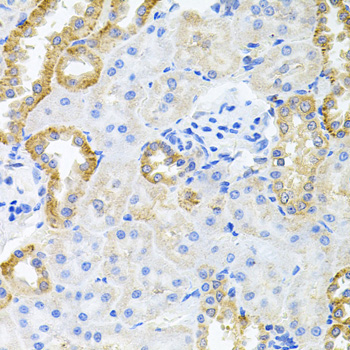 STRN3 antibody