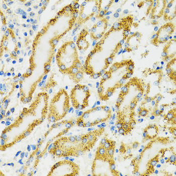 HSPA9 Antibody