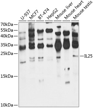 IL25 Polyclonal Antibody