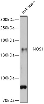 NOS1 Antibody