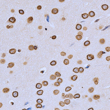 LMNA Antibody