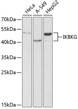 IKBKG Antibody