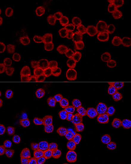 CASP1 Antibody