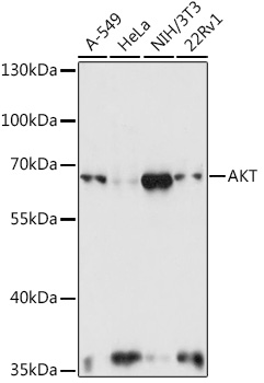 pan-AKT antibody