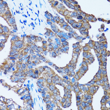 Caspase3 Polyclonal Antibody