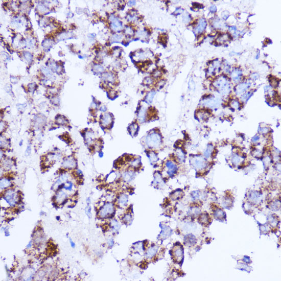 SHMT2 Antibody