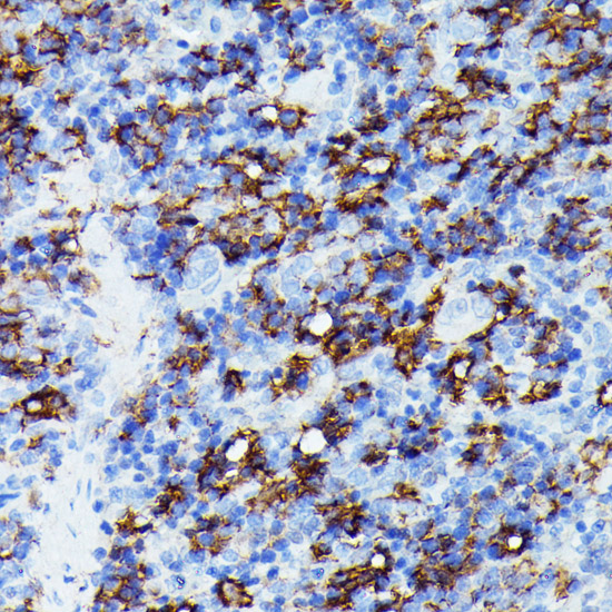 AIF1 antibody