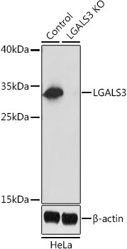 LGALS3 Polyclonal Antibody