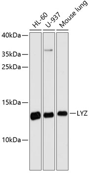 LYZ Polyclonal Antibody