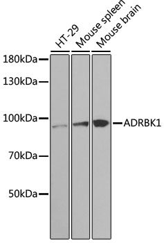 ADRBK1 Antibody