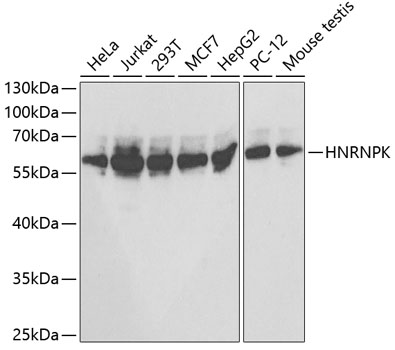 HNRNPK Antibody