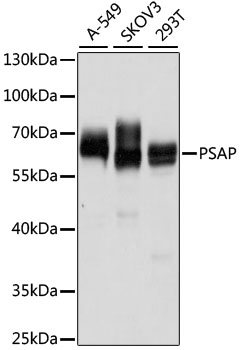 PSAP Antibody