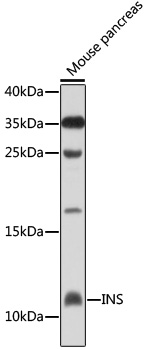 INS antibody