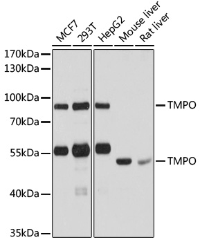 TMPO Antibody