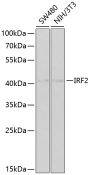 IRF2 antibody