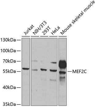 MEF2C Antibody