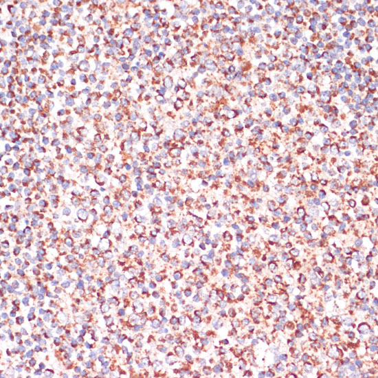 CASP9 antibody