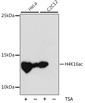 Acetyl-Histone H4-K16 pAb