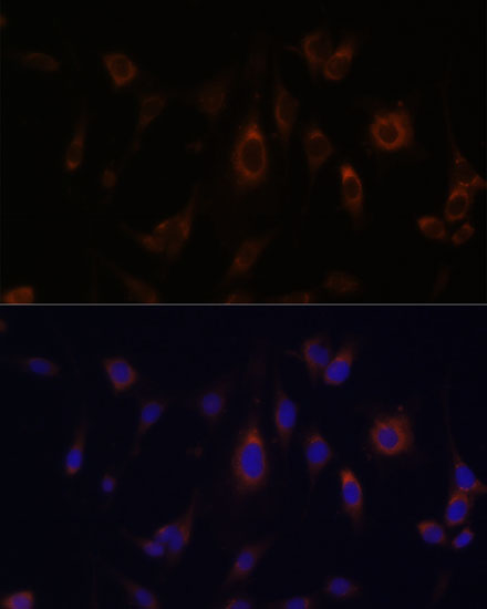 GLRX Antibody