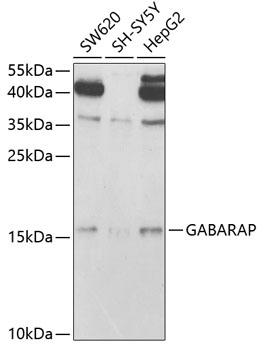 GABARAP Antibody