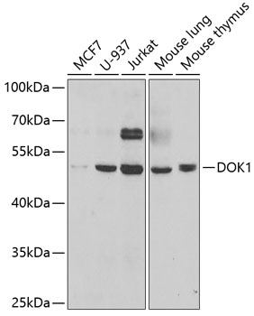 DOK1 Antibody