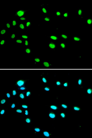 RUVBL1 Antibody