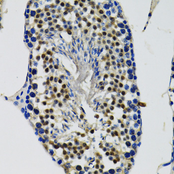 DDX41 antibody